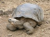 Galapagos 5-1-06 Puerto Ayora Darwin Research Station Tortoise With Dome Shell We also saw the dome shelled tortoises at the Darwin Research Station. The star giant tortoise, Lonesome George, didnt come out when we visited. He is the last of the Pinta tortoises, found in 1971 and transferred to the Darwin Research Station.